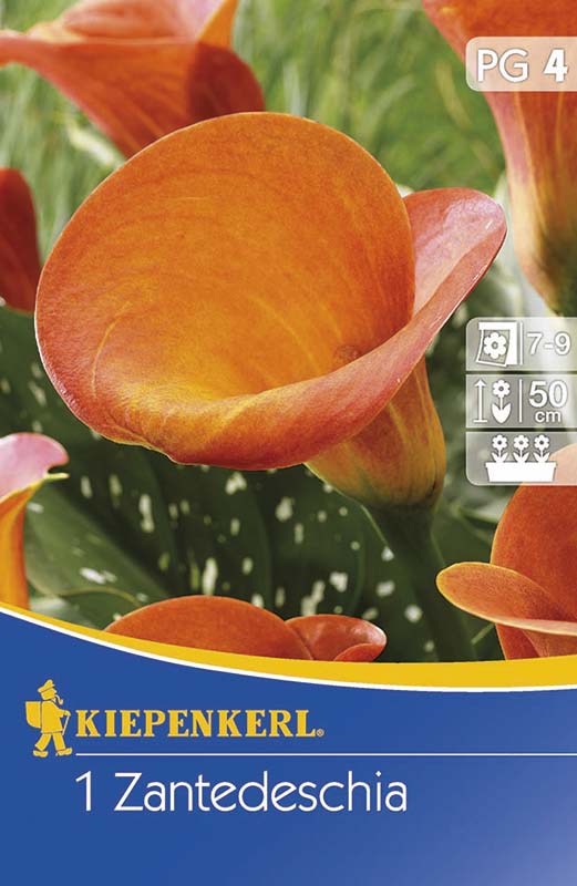 Bulbi de flori  Kiepenkerl Calla (portocaliu) 4 buc