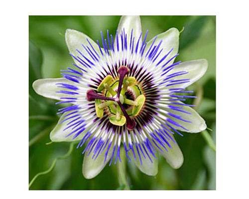 Floarea Pasiunii (Passiflora caerulea) 5 semințe