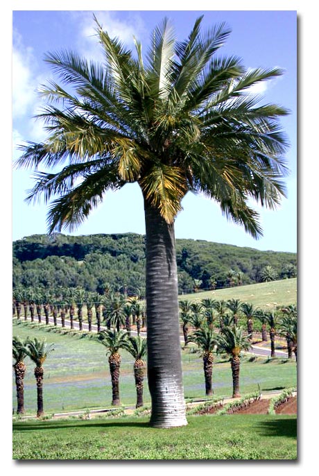 Palmier (Jubaea chilensis) 5 seminţe