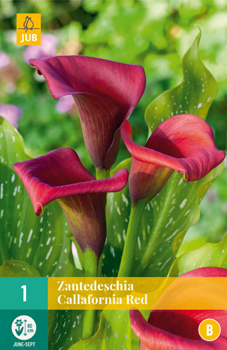 Bulb de flori Zantedeschia Callafornia roșu 1 buc JUB