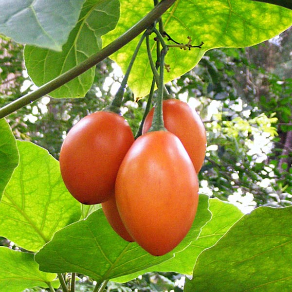 Copacul de tomate / Tamarillo (Solanum betaceum) 5 seminţe
