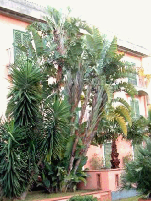 Palmierul Călătorului (Ravenala madagascariensis) 5 seminţe