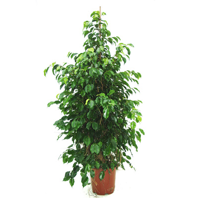 Ficus atârnat (Ficus benjamina) 5 semințe