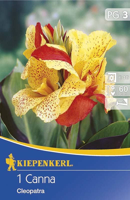 Bulbi de flori  Kiepenkerl Canna Cleopatra rot-gelb 1 buc