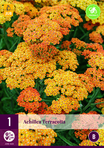Perene Achillea terracotta (Yarrow comună) 1 plantă JUB