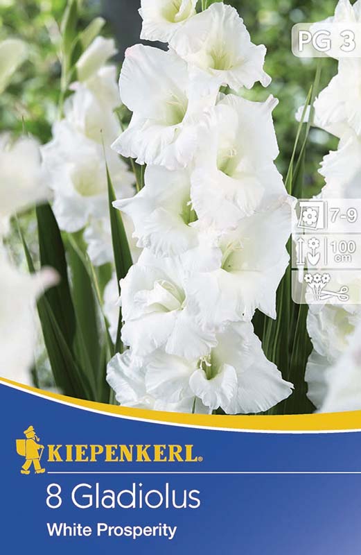 Bulbi de flori Kiepenkerl gladiolă White Prosperity 3 buc