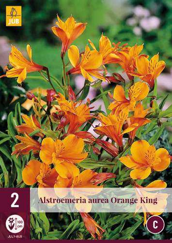 Perene Alstroemelia Orange King (Inkaliliom) 2 bucăți JUB