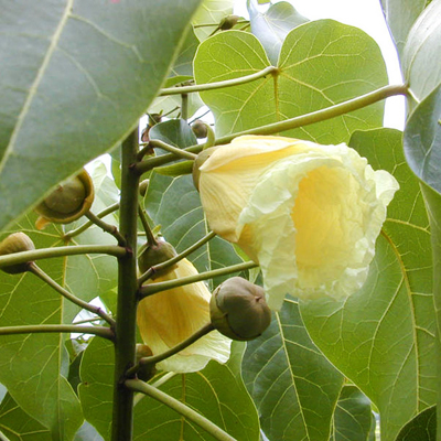 Indián tulipánfa (Thespesia populnea) 5 szem