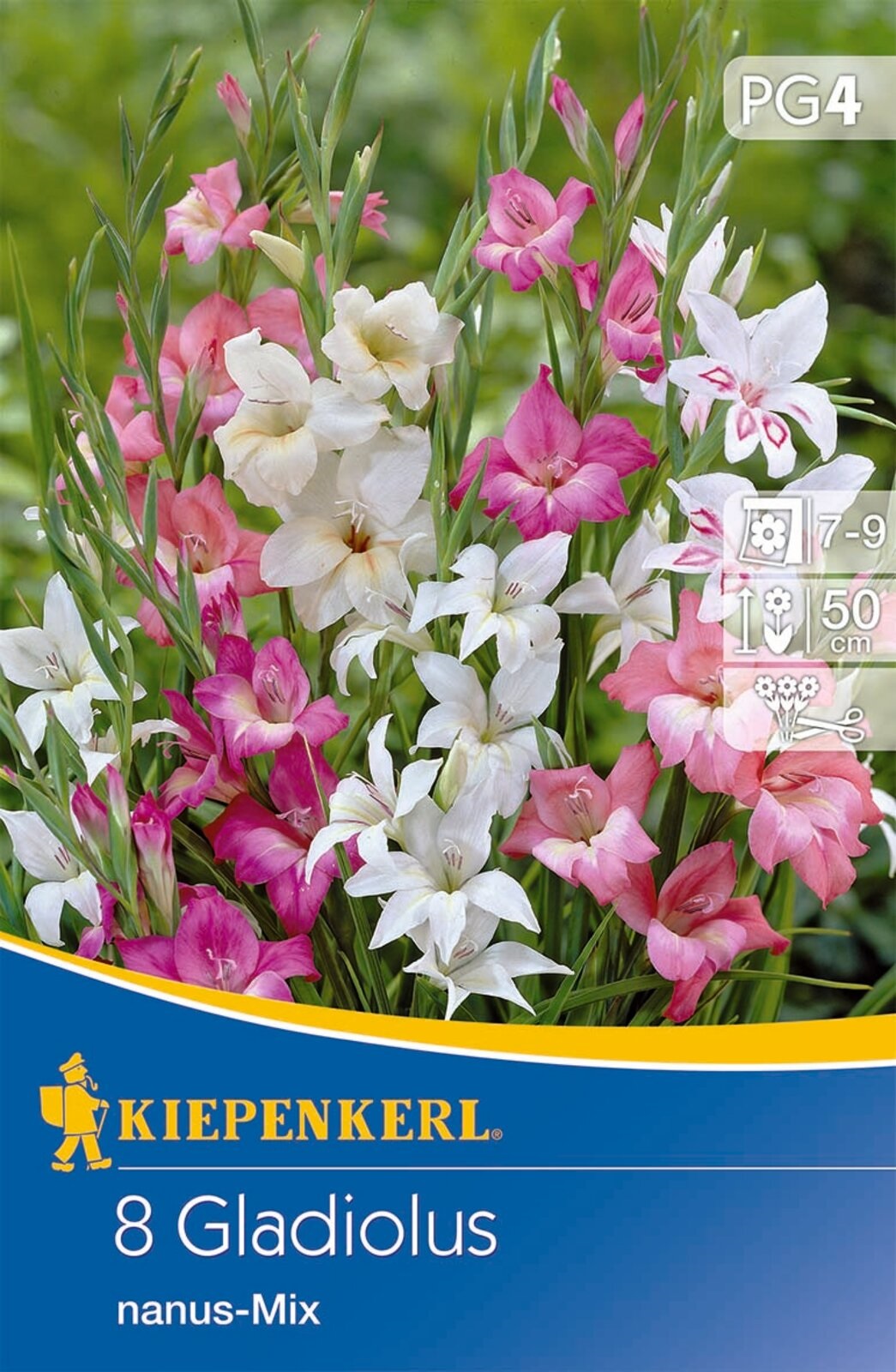 Bulb Mini Sword Flower Gladiolus Nanus-Mix Kiepenkerl 8 pcs