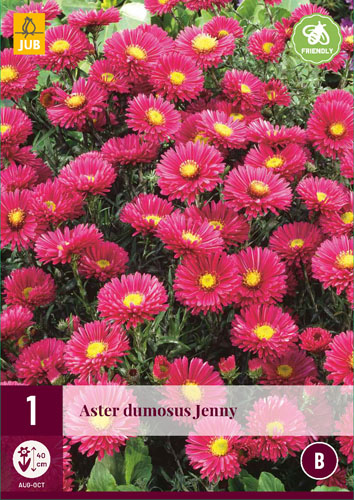 Évelő Aster dumosus Jenny 1 db JUB