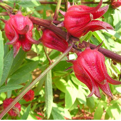 Ceai hibiscus (Hibiscus sabdariffa ) 5 semințe