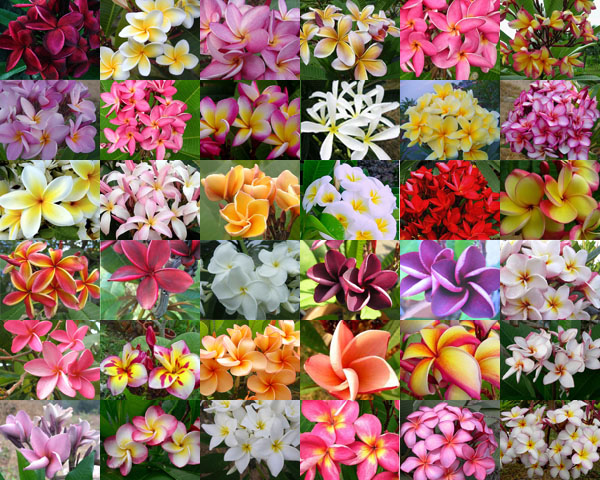 Frangipani (Plumeria rubra) 5 seminţe