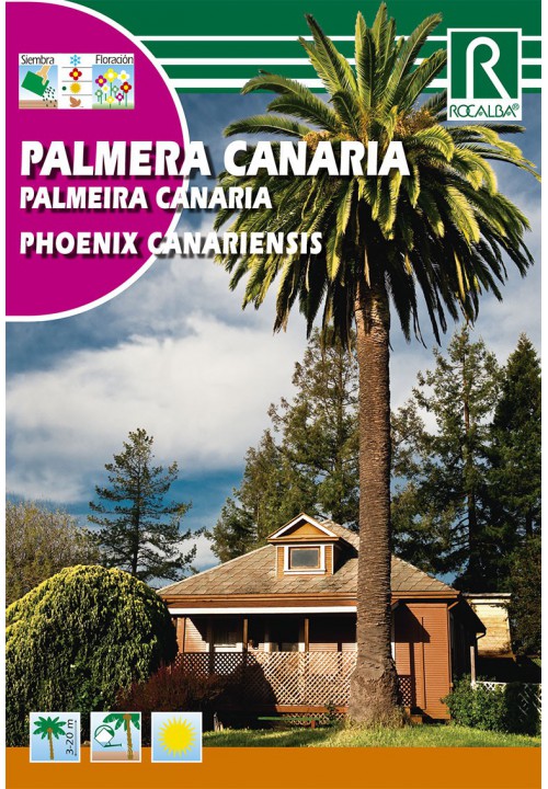 Palmier Phoenix Canariensis (Phoenix canariensis)
