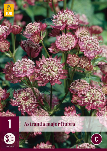 Évelő Astrantia Major Rubra (Völgycsillag) 1 db JUB