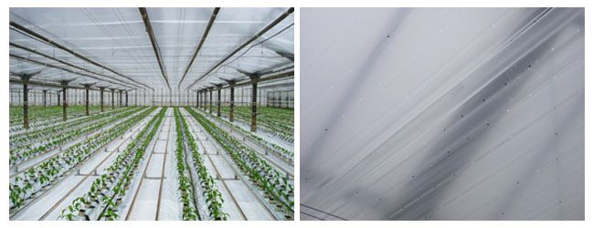 Fólia TVK 1.8x370m 0,04 Belső UV Cseppmentes S1BC