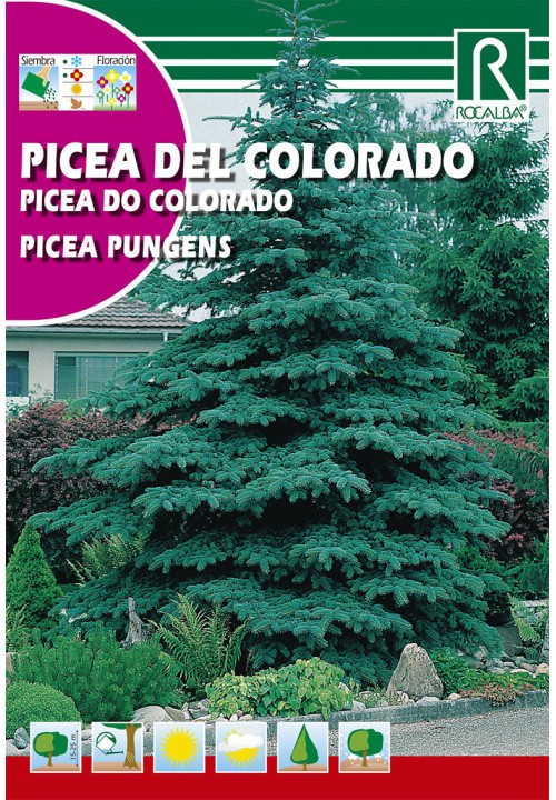 Pin argintiu (Picea Pungens)