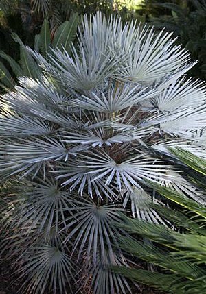 Palmier (Chamaerops humilis) 5 seminţe