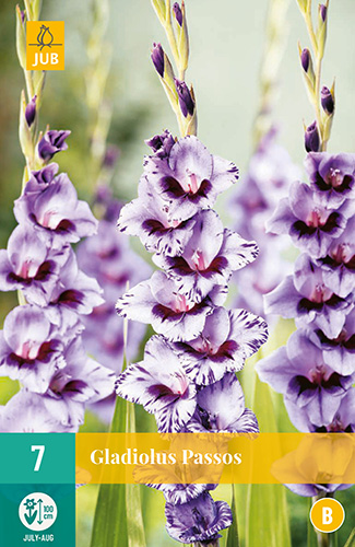 Bulb de flori Swordflower Passos 7 bucăți JUB
