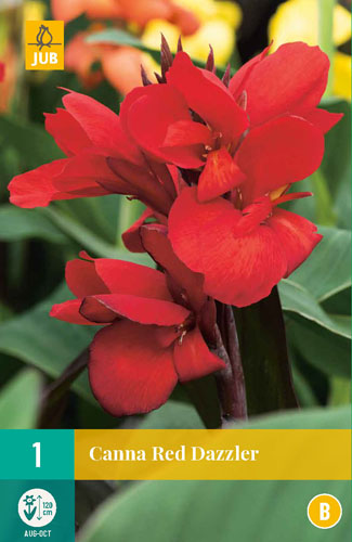 Bulb de flori Canna Red Dazzler 1 bucată JUB