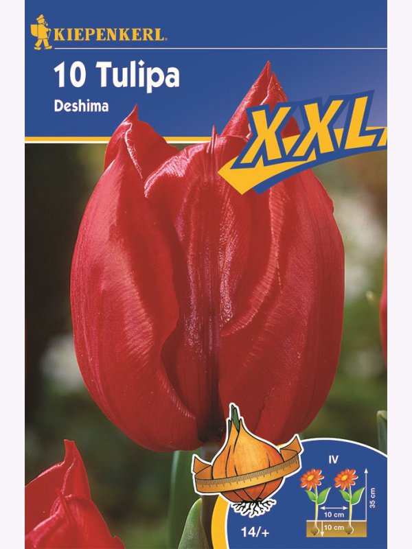 Bulbi de Lalele  XXL, Kiepenkerl Triumf Deshima 10 buc.