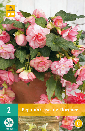 Bulb Begonia Cascade Florence 2 bucăți JUB