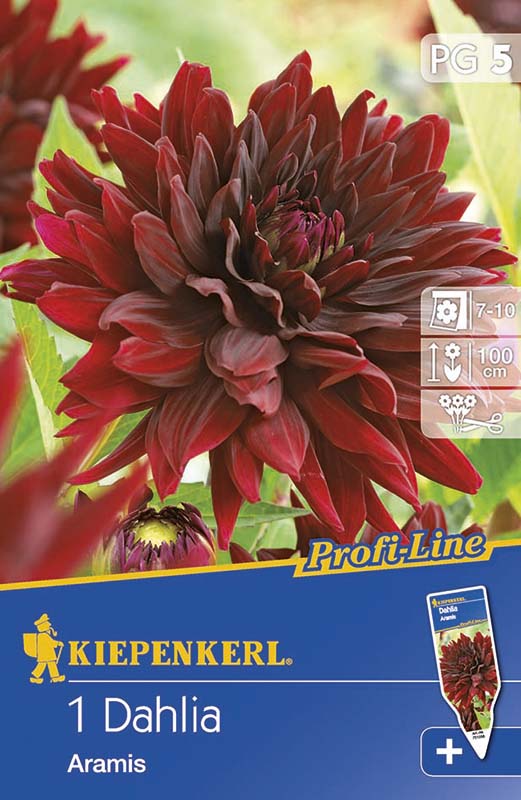 Bulbi de flori Kiepenkerl Dhalia Aramis 1 buc