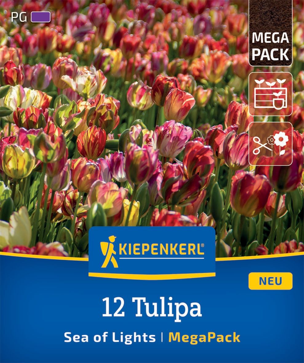 Bulb Tulip Sea of Lights Megapack Kiepenkerl 12 buc