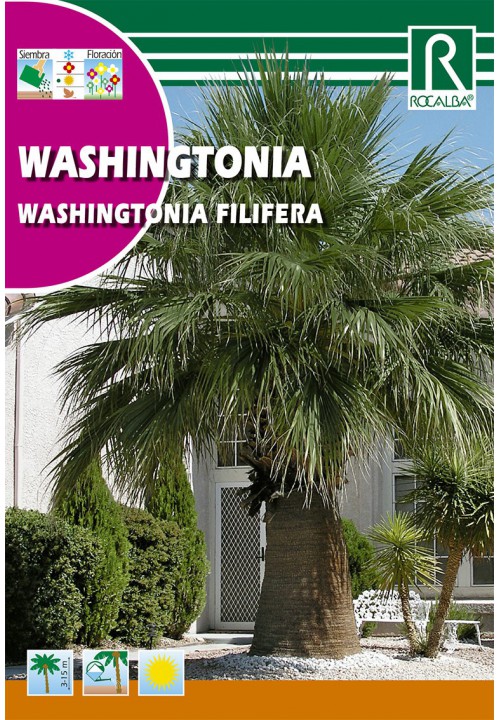 Palmier Wasinghton (Washingtonia filifera)