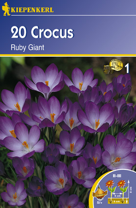 Krókusz botanikai, kiepenkerl Ruby Giant 20 db