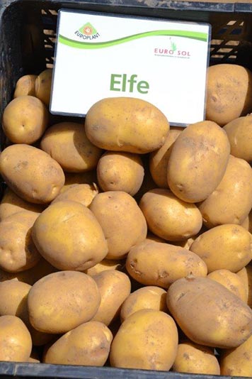 Tuberculi de cartofi trataţi "Elfe" 50 de buc.