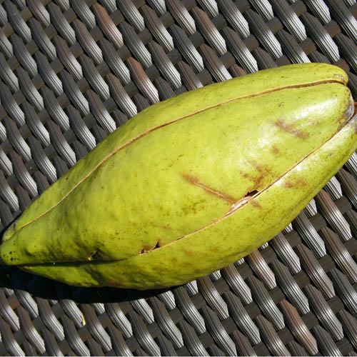 Copac Kapok (Ceiba pentandra) 5 semințe
