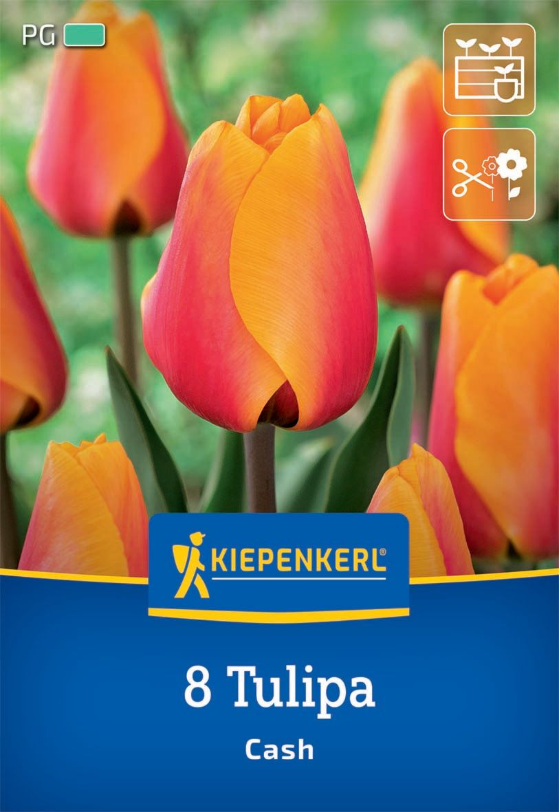 Virághagyma Tulipán Cash Kiepenkerl 8 db
