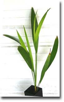 Palmier (Jubaea chilensis) 5 seminţe