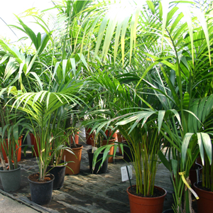 Areca - palmier de aur (Dypsis lutescens) 5 semințe