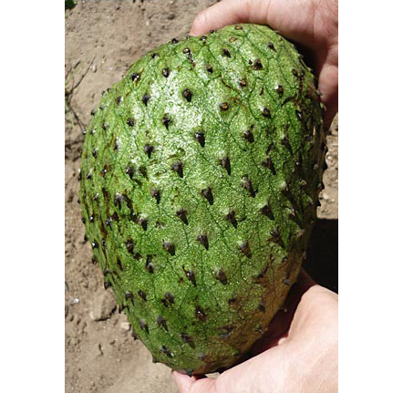 Annona țepoasă (Annona muricata) 5 semințe
