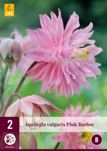 Perene Aquilegia Pink Barlow (Floarea clopotului de grădină) 2 bucăți JUB