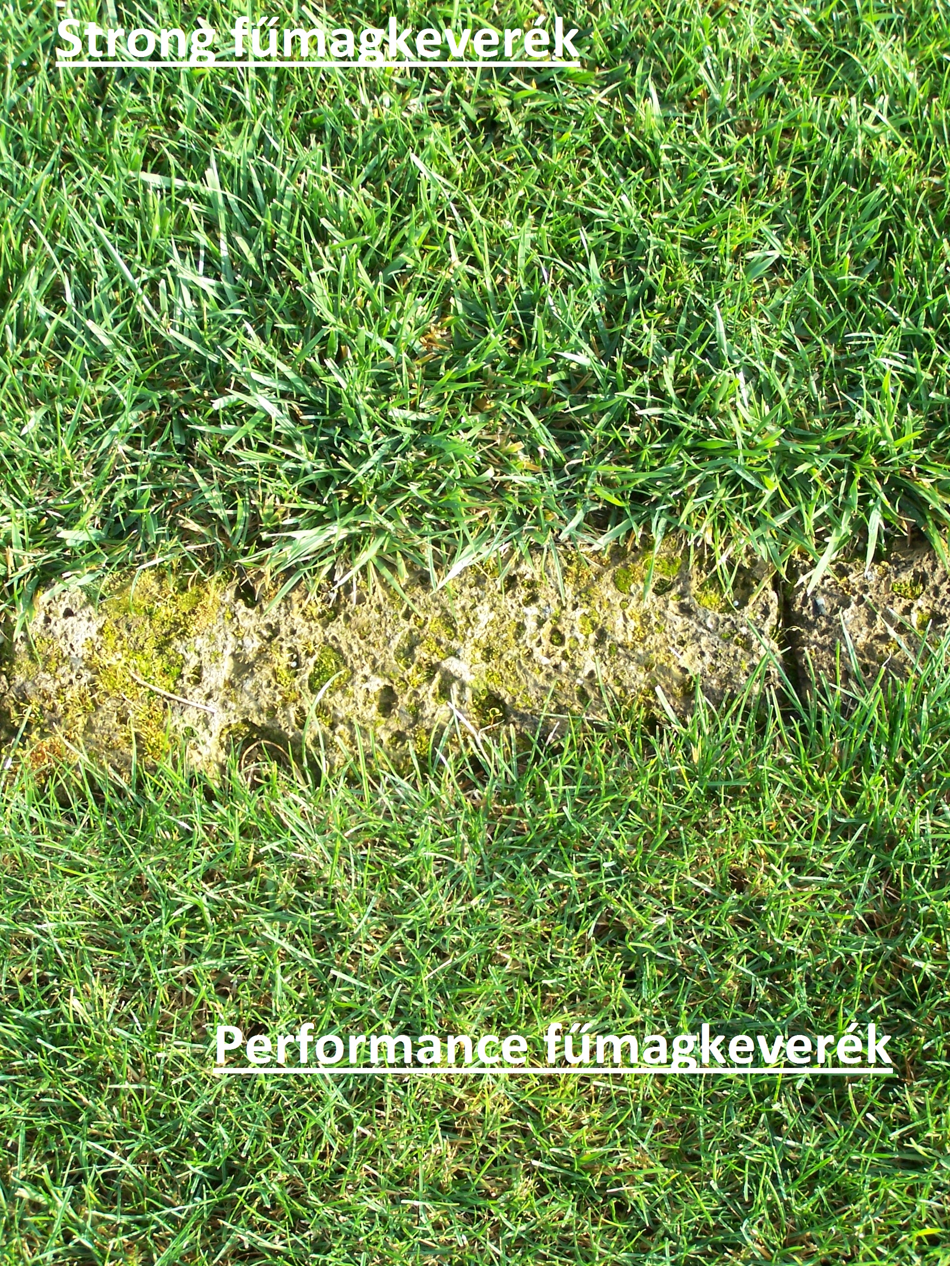 Semințe de iarbă Scotts (Everris) Performance (tip sport) 5 kg