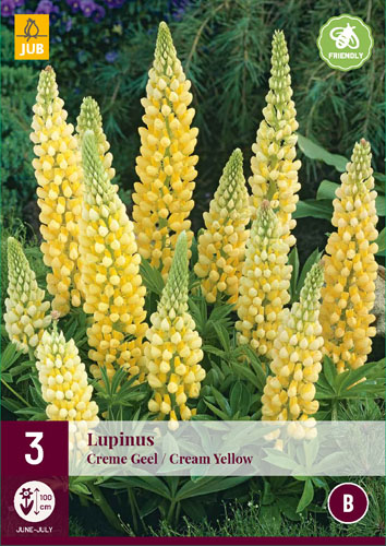 Évelő Lupinus Creme Geel/Creme Yellow (Csillagfürt) 3 db JUB