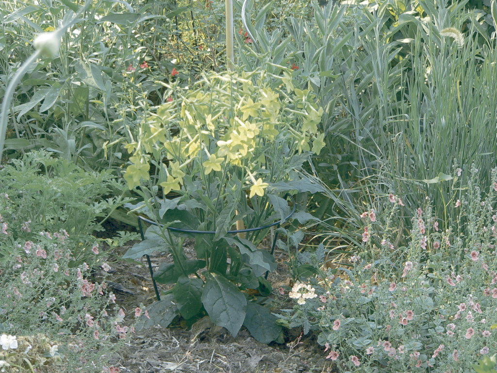 Félkör alakú növénytámasz CHELSEA 30x60cm