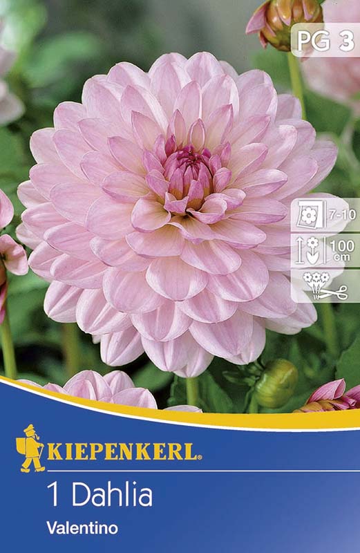 Bulbi de flori Kiepenkerl Dhalia Valentino 1 buc