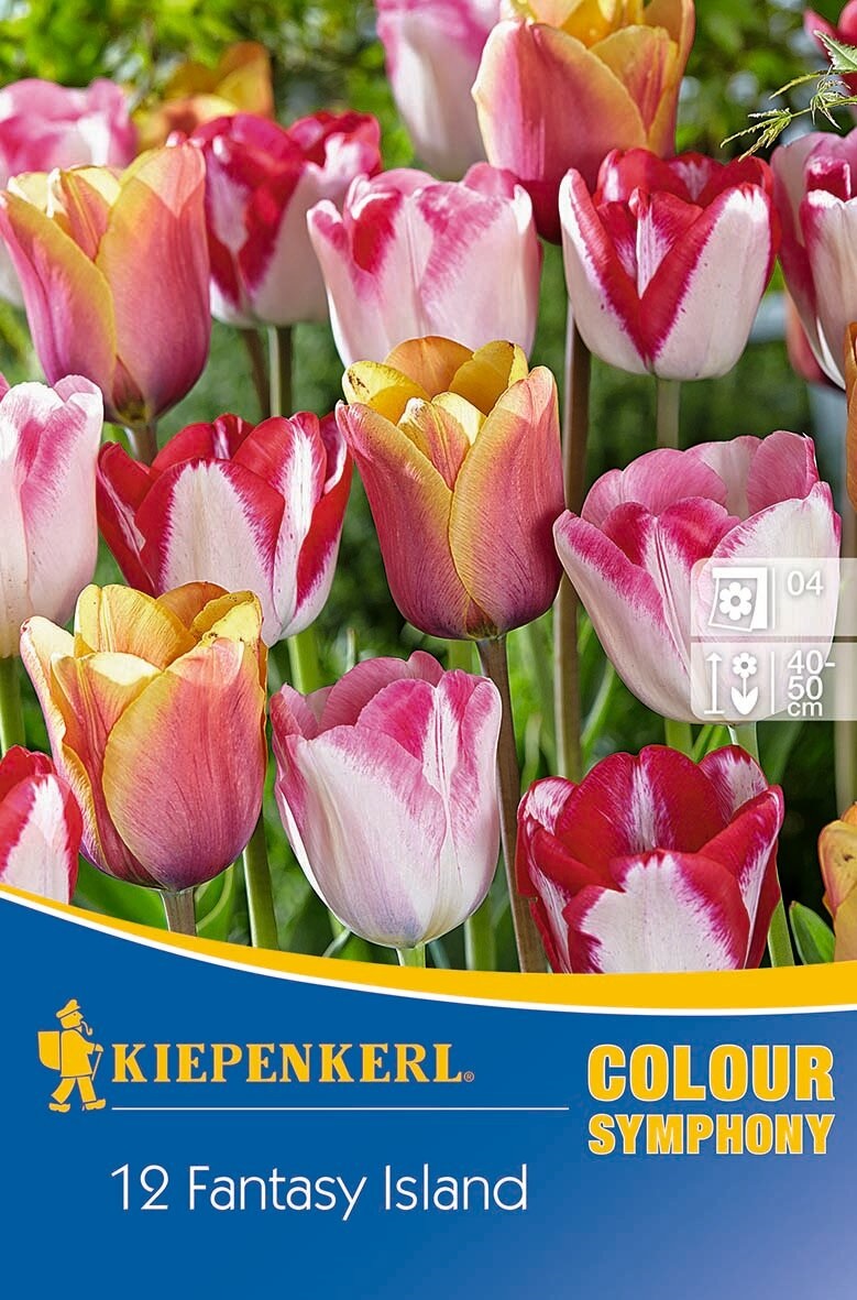 Bulb Tulip colour mix Fantasy Island 12 pcs Kiepenkerl
