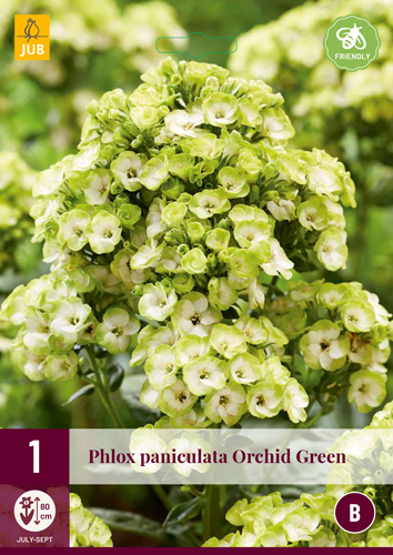Perene Phlox Paniculata Orchide Green (Flame Flower) 1 buc JUB