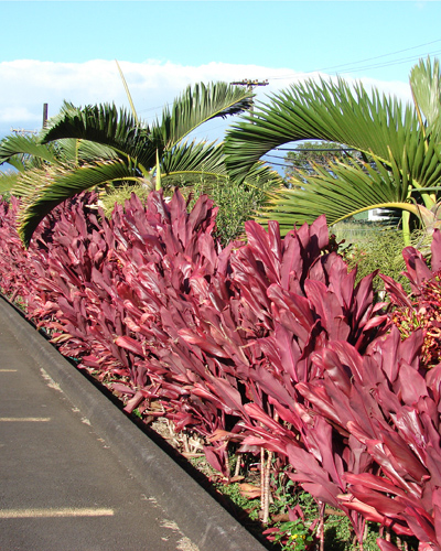 Cordiline (Cordyline fruticosa) 5 seminţe