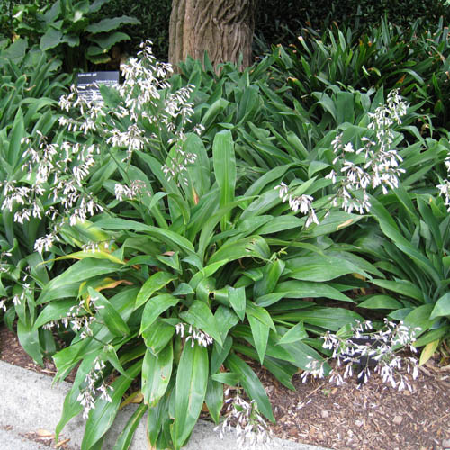 Crinul Noului Zeelandă (Arthropodium cirrhatum) 5 semințe
