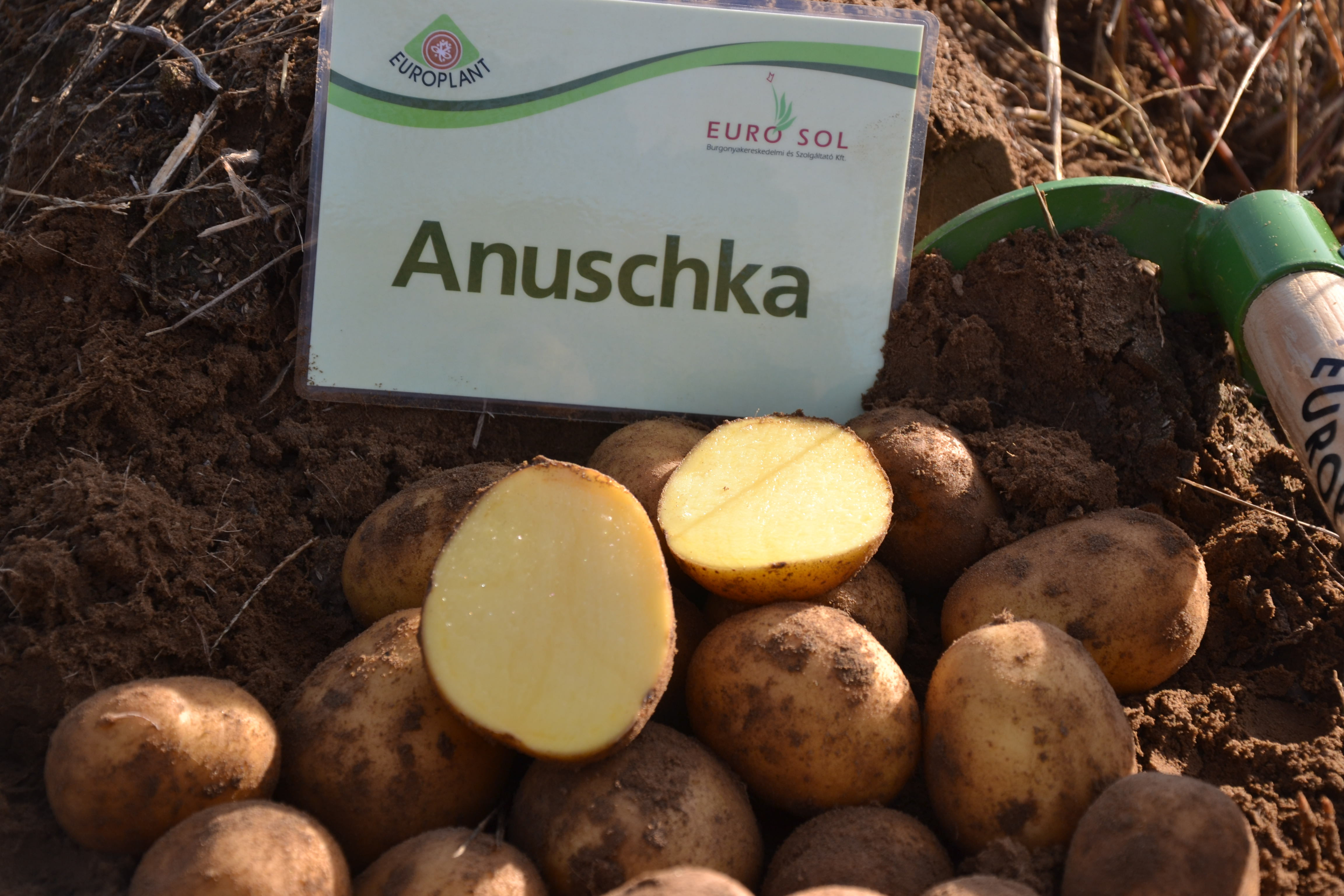 Potato seed tuber "Anuschka" 50 pcs
