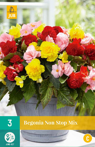 Virághagyma Begonia Non Stop Mix 3 db JUB