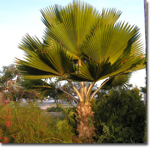 Palmier Fiji (Pritchardia pacifica) 5 seminţe