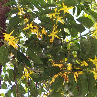 Ylang-ylang (Cananga odorata) 5 seminţe