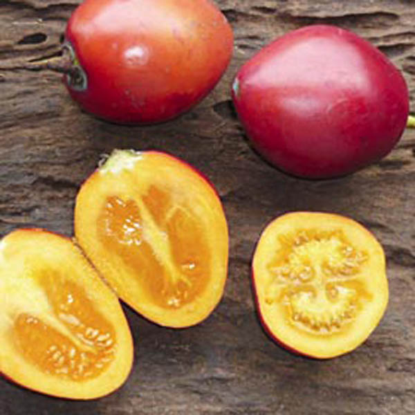 Copacul de tomate / Tamarillo (Solanum betaceum) 5 seminţe