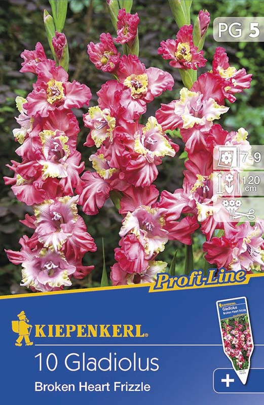 Bulbi de flori Kiepenkerl Gladiole Broken Heart Frizze 5 buc